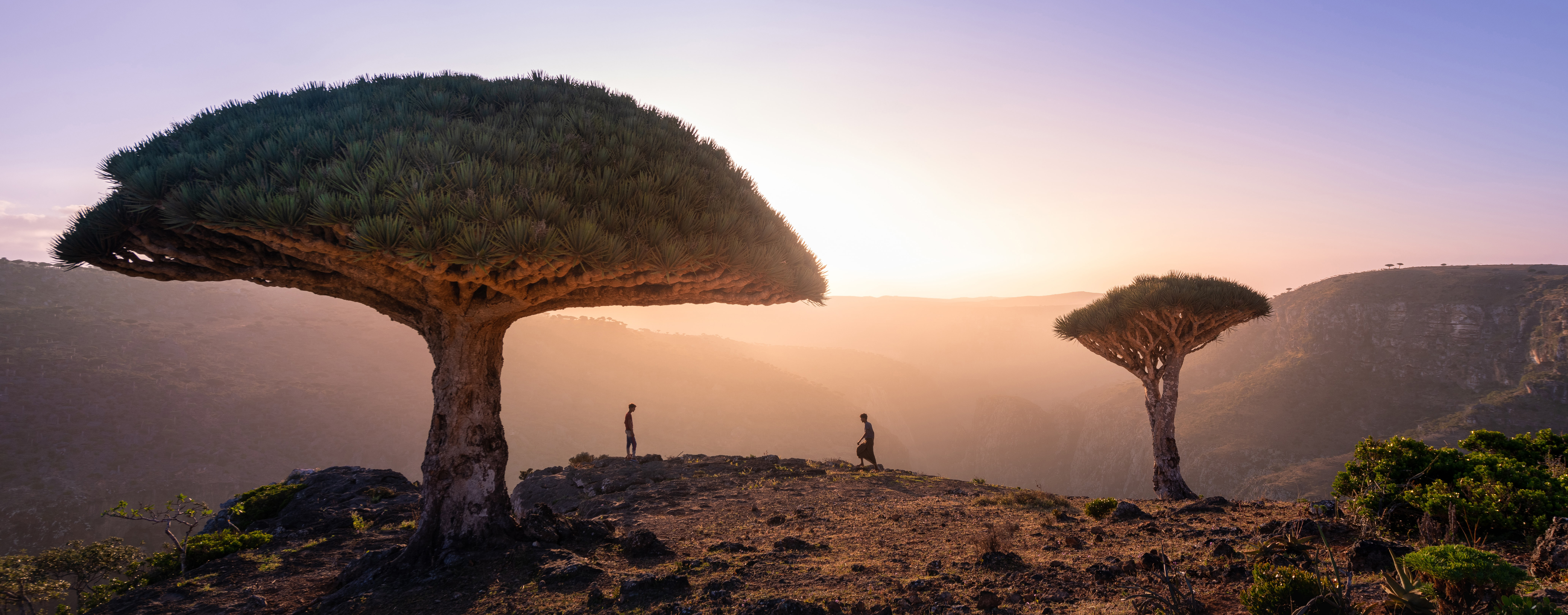 árvores de Socotra
