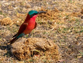 Viagem Botsuana birdwatching