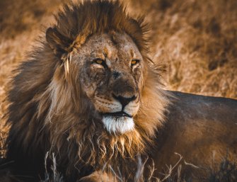 Viagem Namibia leão