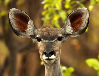 safari em africa kudu femea